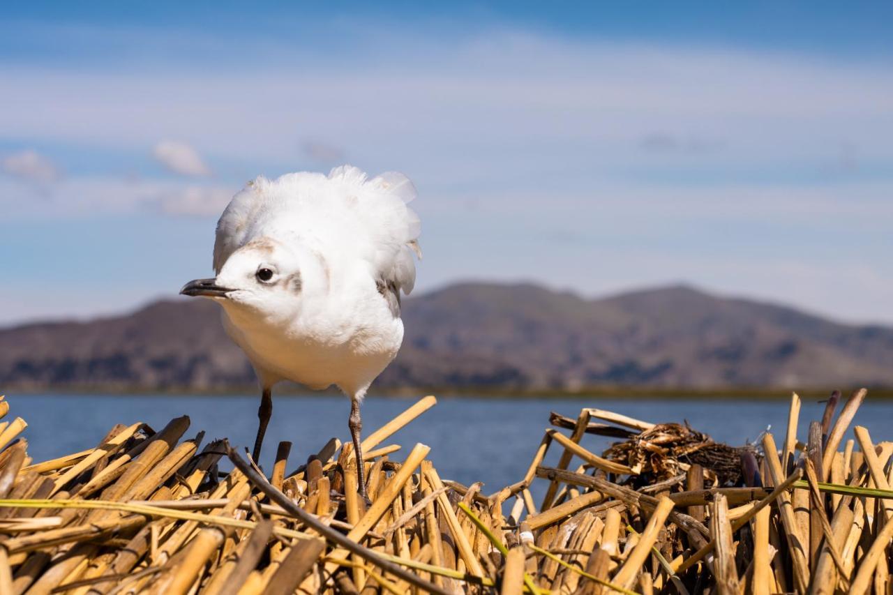 Titicaca Flamenco Lodge Пуно Екстер'єр фото